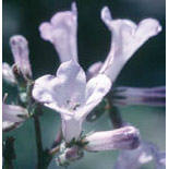 Yerba Santa Dropper, 0.25 oz, Flower Essence Services