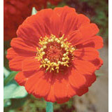 Flower Essence Services Zinnia Dropper, 0.25 oz, Flower Essence Services